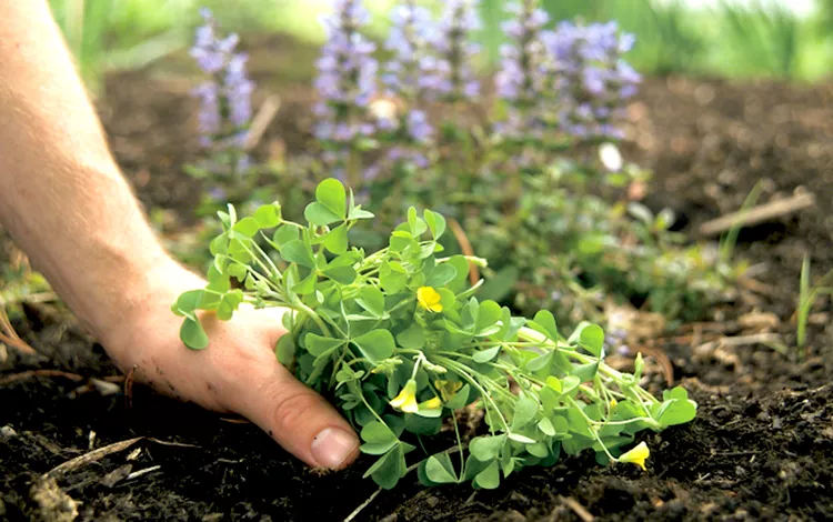 How to Get Rid of Weeds in Your Garden Without Chemicals