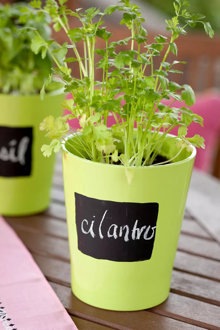 How to Grow Cilantro Indoors from Seed