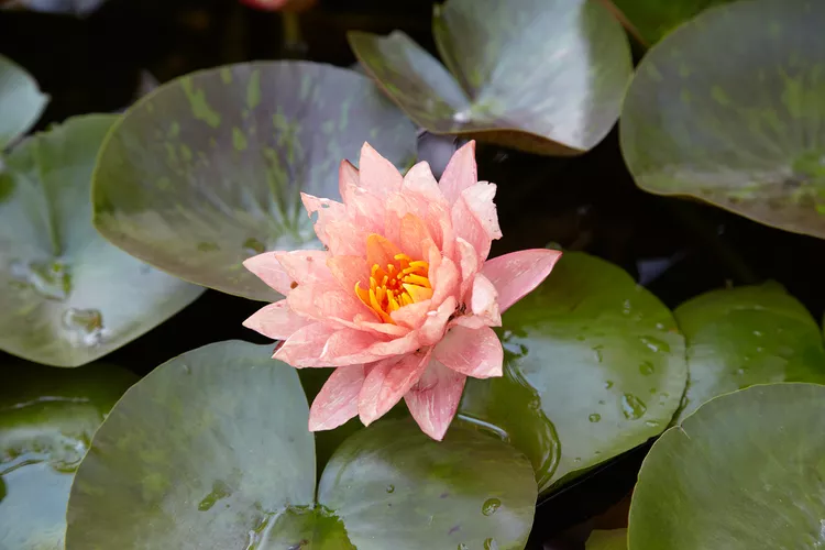 How to Plant a Water Lily in a Container to Brighten Up Your Pond