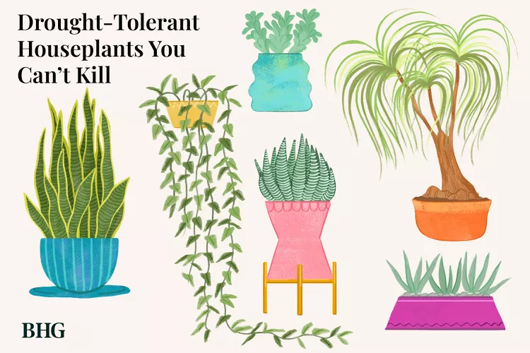 17 Drought-Tolerant Plants that Don’t Need Water Very Often