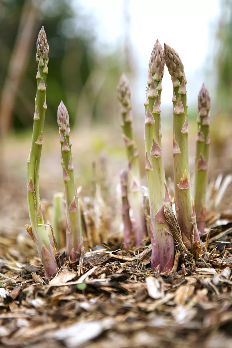 10 Best Asparagus Companion Plants to Grow Together