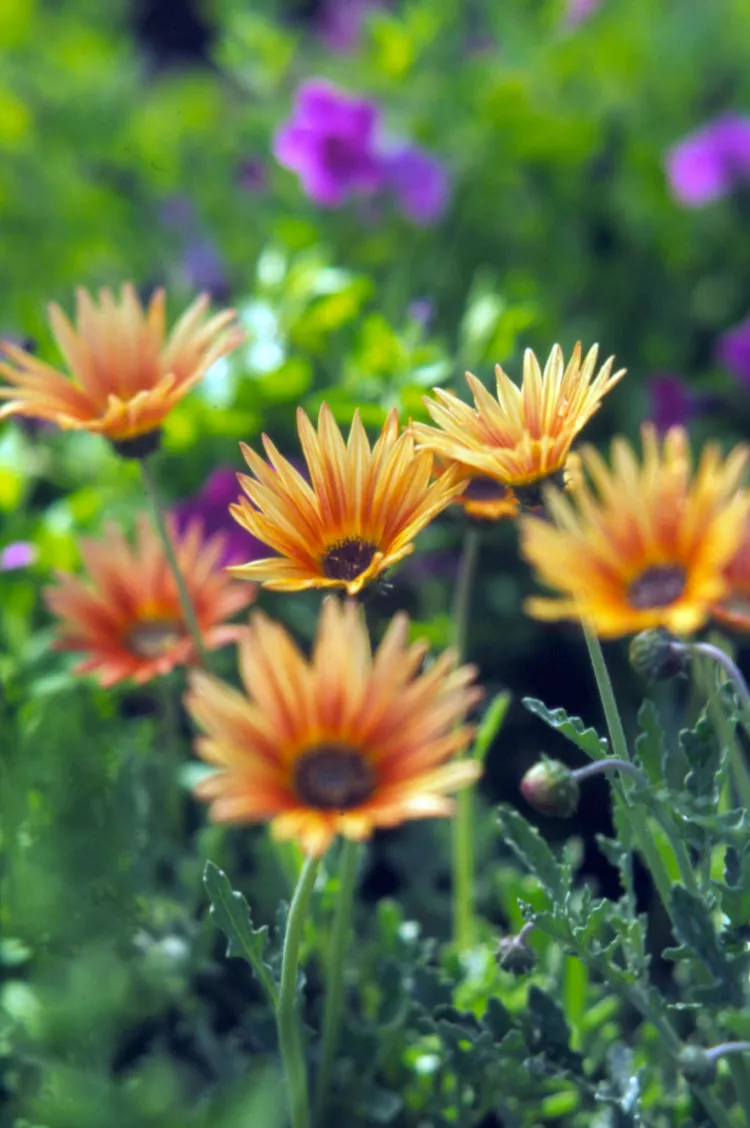 How to Plant and Grow African Daisy