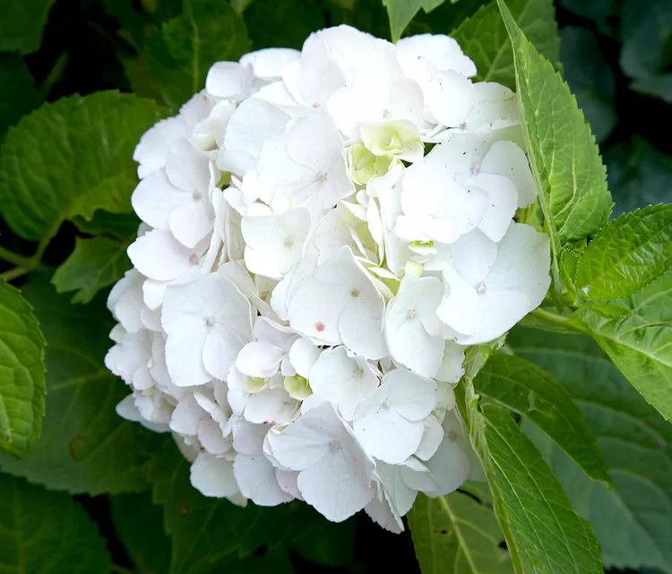 How to Care for Hydrangeas in Winter to Ensure Blooming in Summer