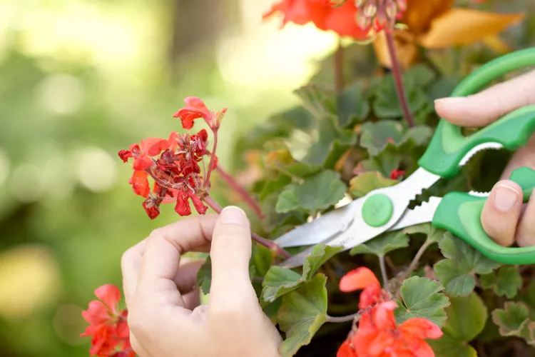 How to Deadhead Geraniums to Keep the Flowers Coming All Summer