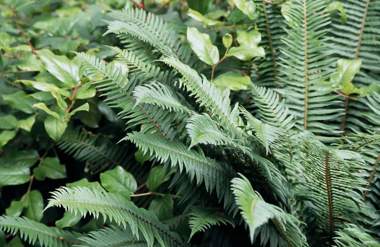 How to Plant and Grow Sword Fern