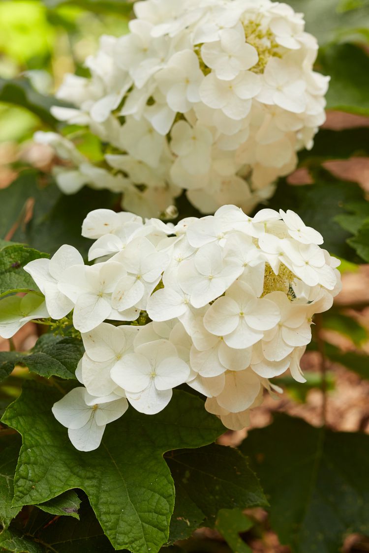 10 Low-Maintenance Small Shrubs for the Front of Your House