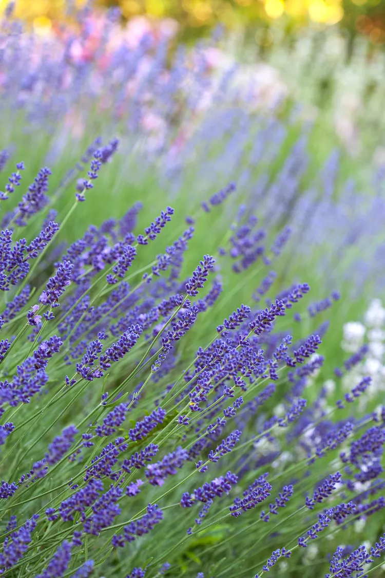 When and How to Harvest Lavender for the Best Fragrance