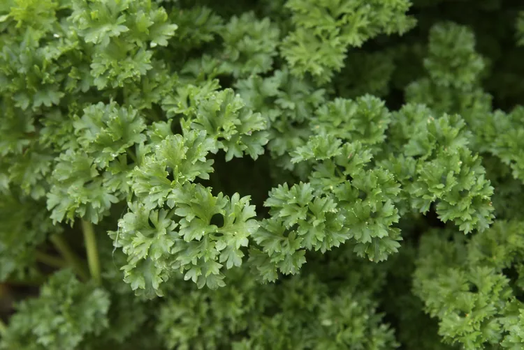 Is Parsley a Perennial That Will Grow Back Each Year?