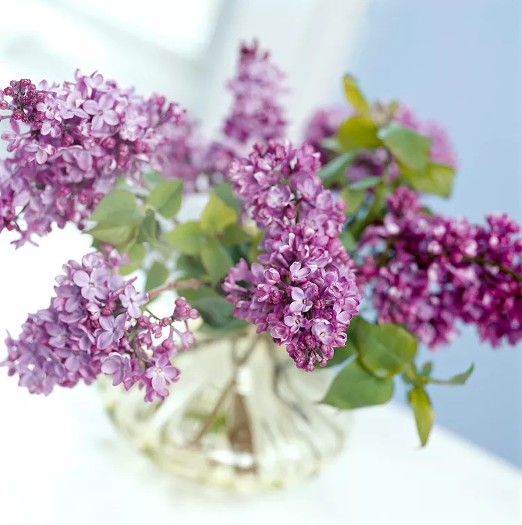 5 Simple Ways to Keep Cut Lilacs from Wilting in a Vase 