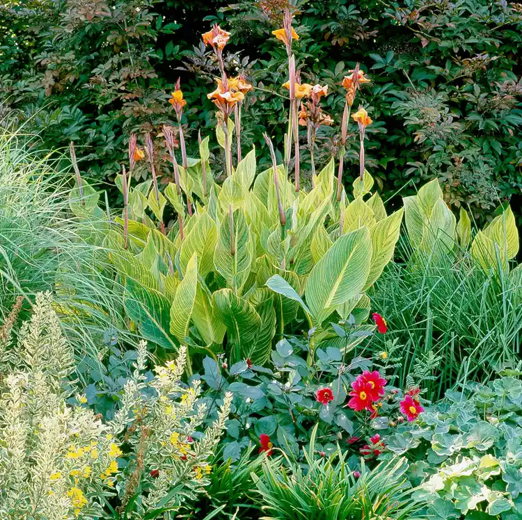 How to Plant and Grow Canna Lily