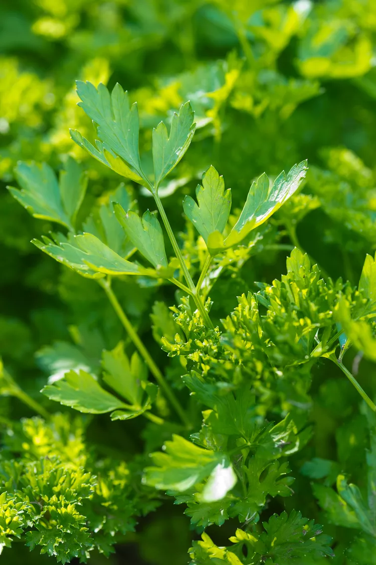 How to Harvest Parsley So It Keeps Growing