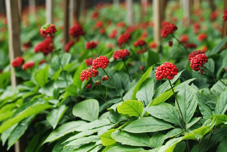 How to Grow and Harvest Ginseng