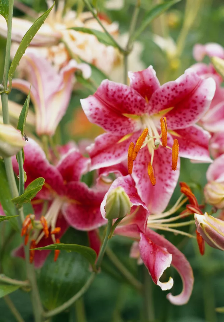 23 of the Most Fragrant Flowers That Add Sweet Scents to Any Garden