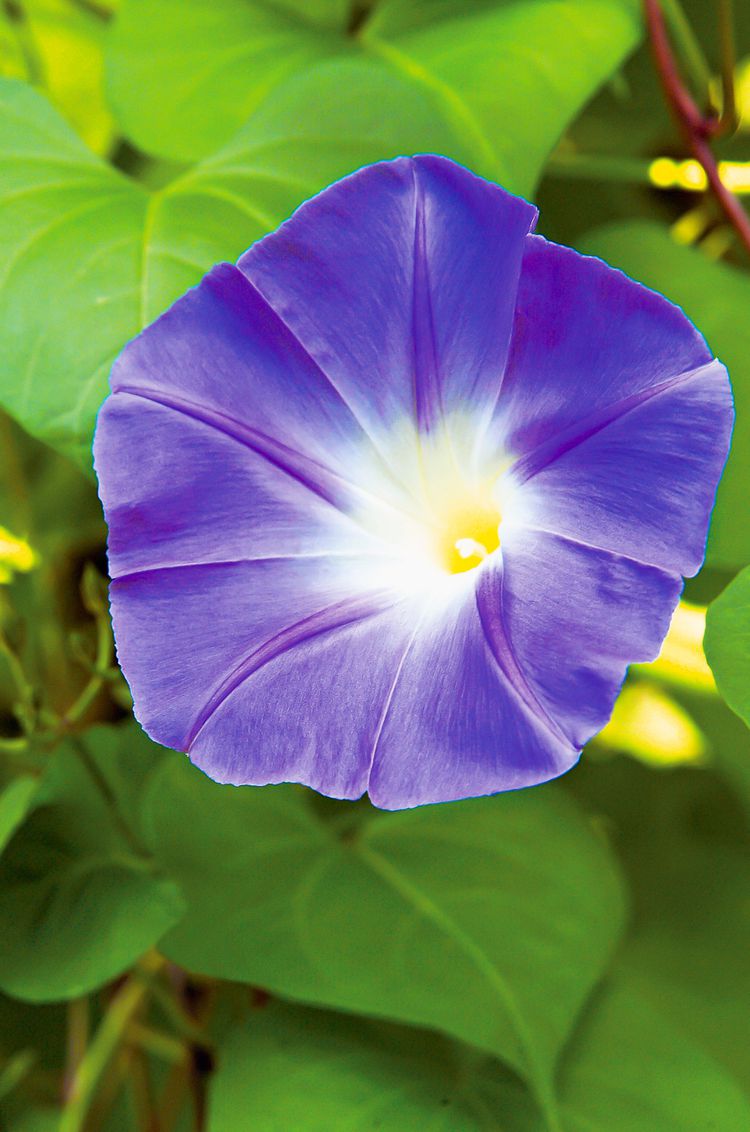 How to Plant and Grow Morning Glory