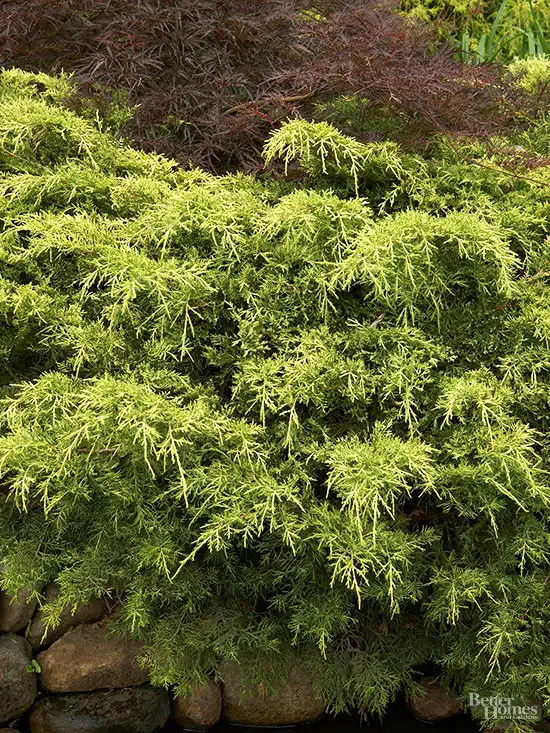 How to Plant and Grow Saybrook Gold Juniper