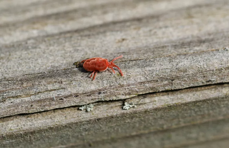 How to Get Rid of Clover Mites and Keep the Pests Away from Your Home