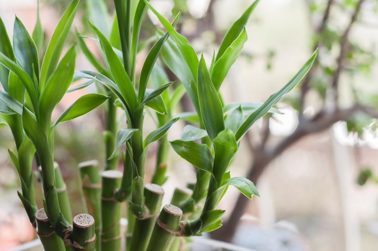 Why Is Your Lucky Bamboo Plant Turning Yellow? 8 Causes and Solutions