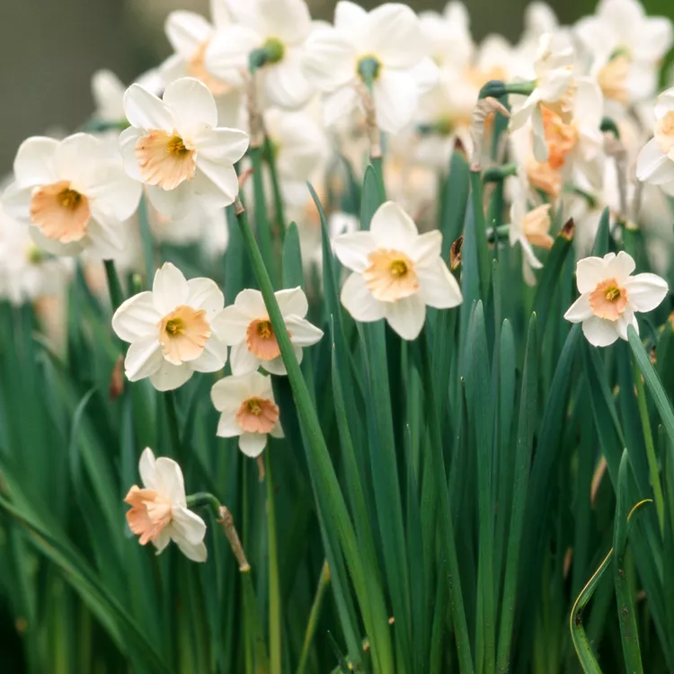 12 Beautiful Rabbit- and Deer-Resistant Bulbs for Your Garden