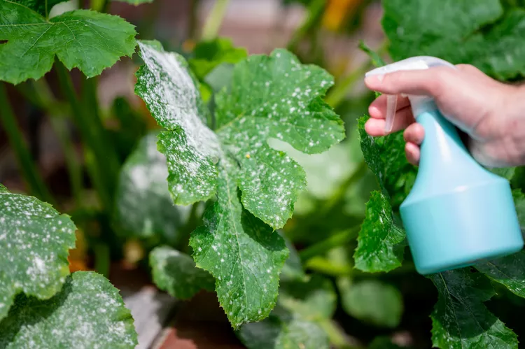 How to Prevent Powdery Mildew on Squash Plants for a Healthy Crop