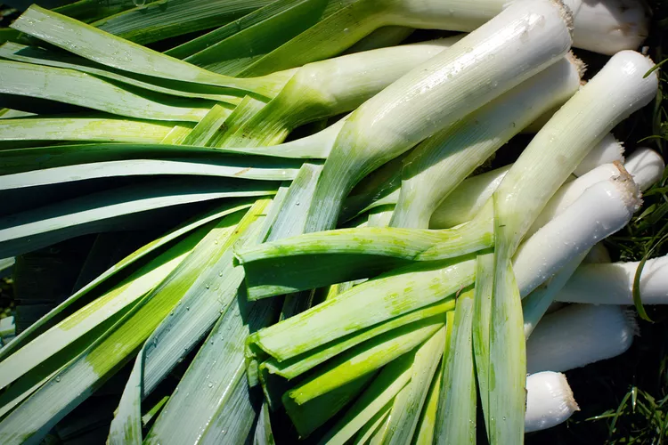 How to Plant and Grow Leeks