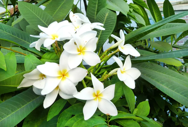 How to Plant and Grow a Plumeria Tree
