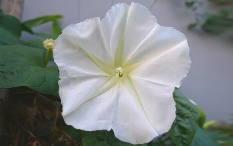 How to Plant and Grow Moonflower Vine