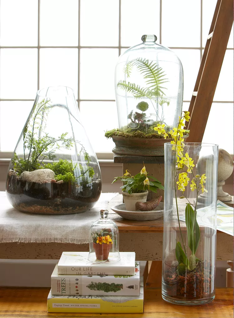 The 12 Best Terrarium Plants to Grow in Your Miniature Garden