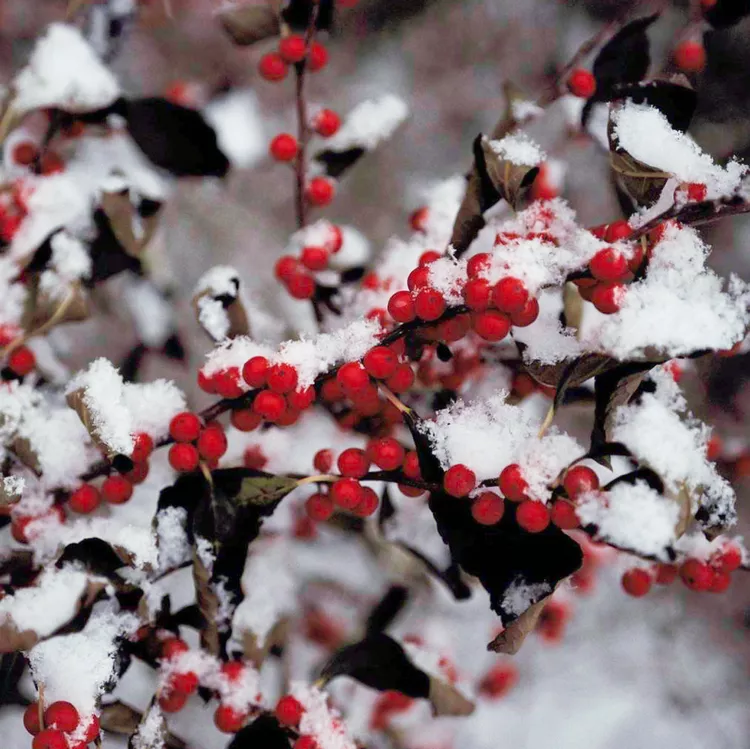 5 Smart Tips for Protecting Shrubs from Winter Damage