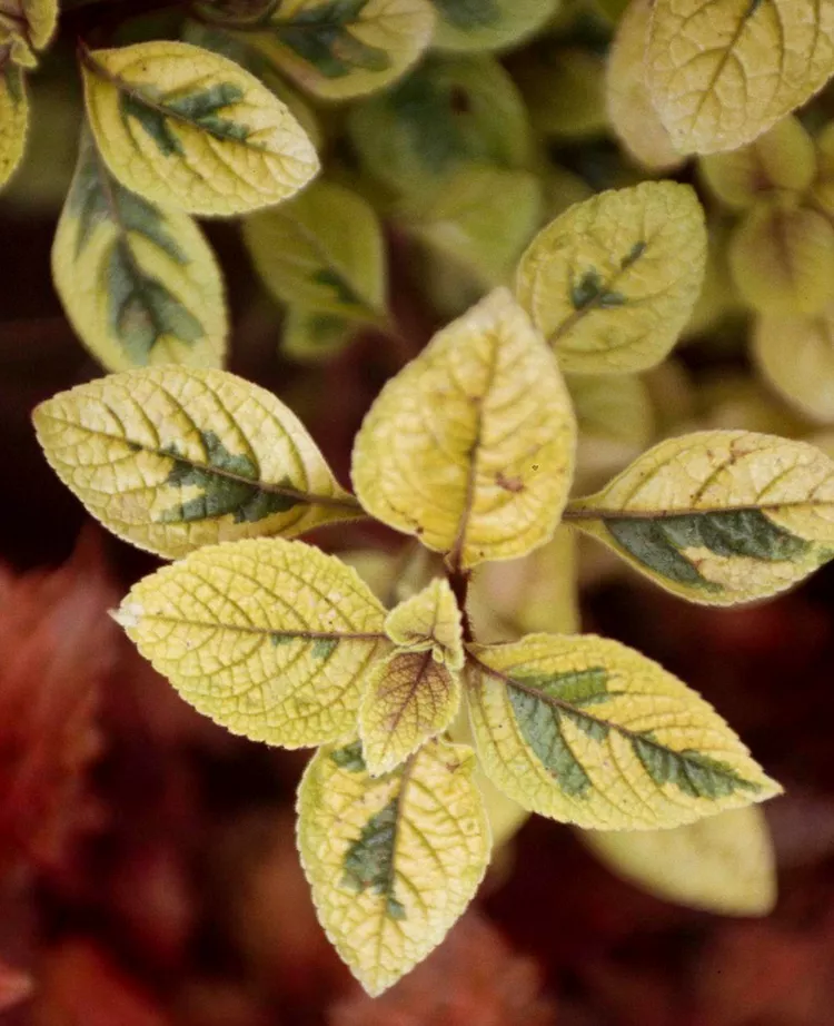 How to Plant and Grow Plectranthus