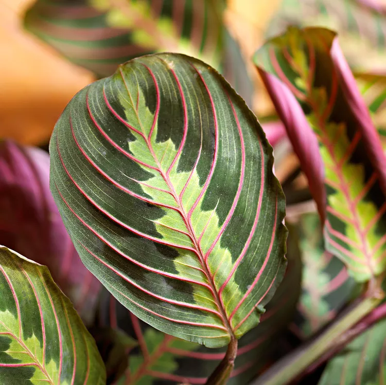 How to Plant and Grow Prayer Plant