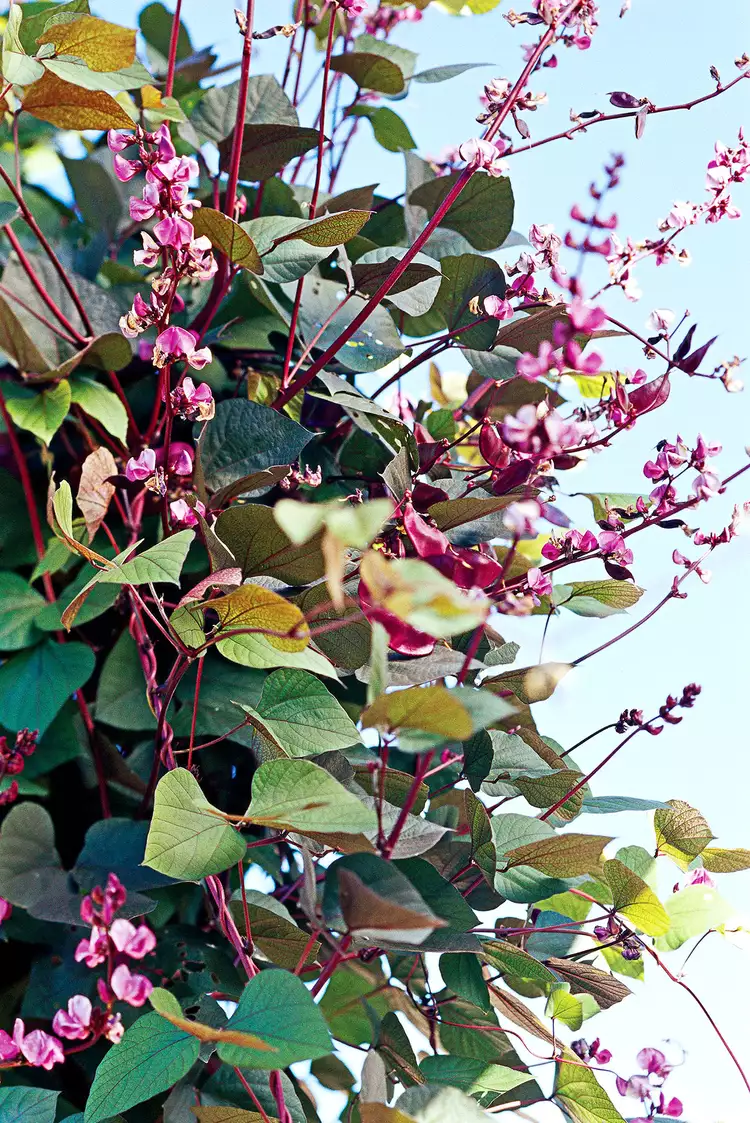 How to Plant and Grow Purple Hyacinth Bean Vine