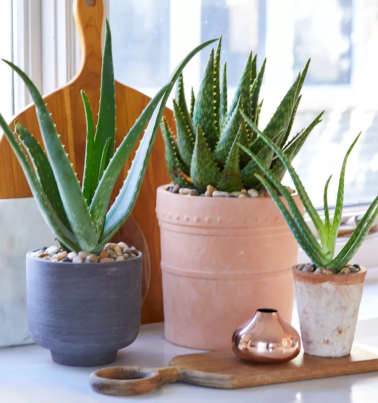 How to Propagate an Aloe Plant