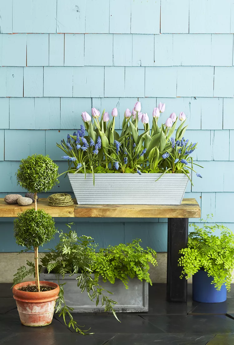 How to Plant Bulbs in Pots to Add Splashes of Color Anywhere