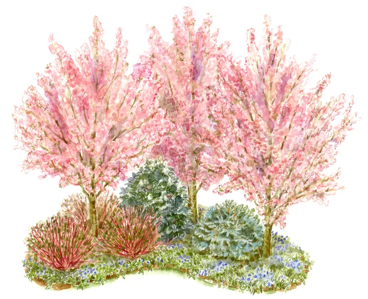 This Corner Garden of Shrubs and Trees Will Look Beautiful Year-Round