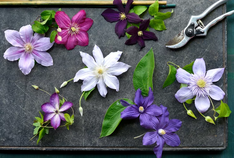 How and When to Prune Clematis Vines to Get the Most Flowers