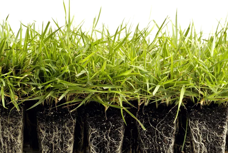 How to Grow and Maintain a Zoysiagrass Lawn