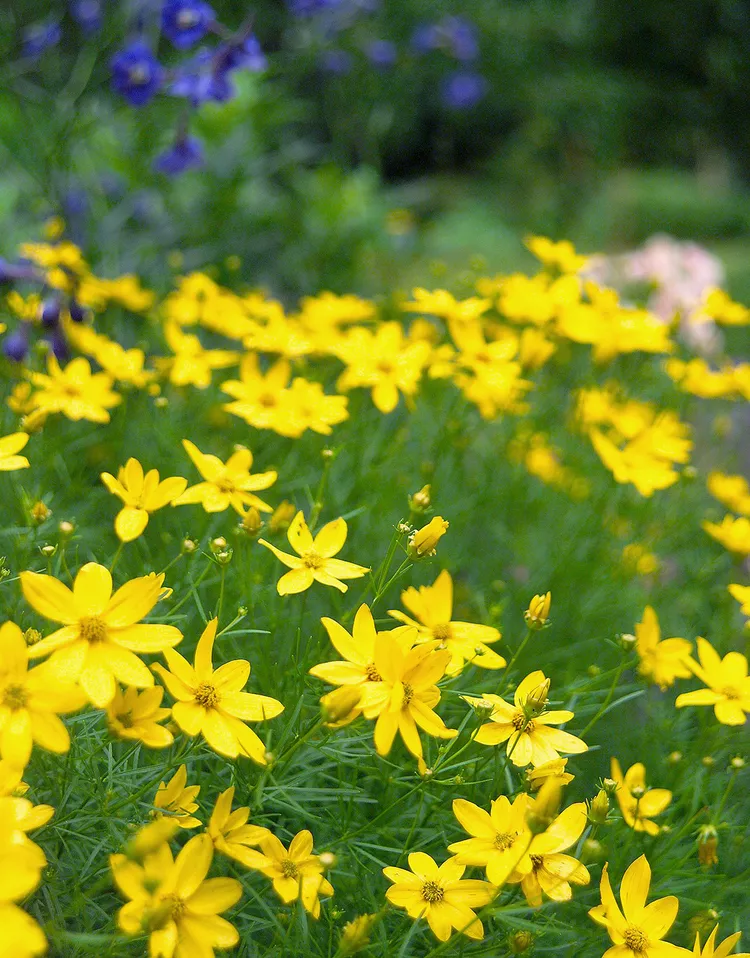 24 Best Perennial Flowers for Clay Soil Gardens