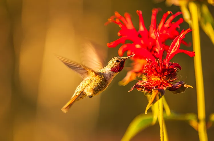 17 Gorgeous Flowers That Attract Hummingbirds