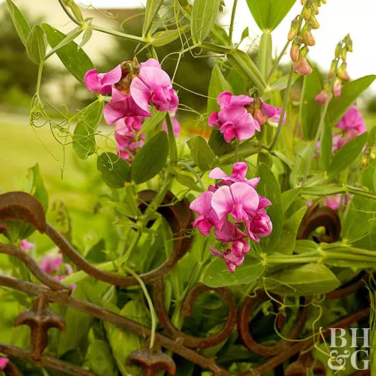 How to Plant and Grow Sweet Pea