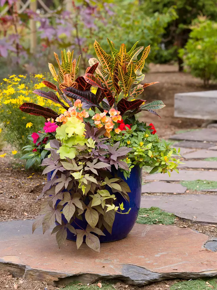 How to Plant a Container Garden in 6 Easy Steps