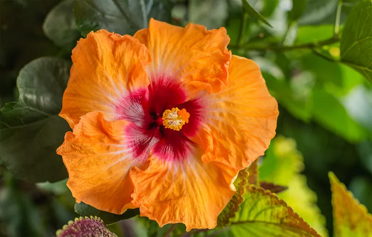 9 Must-Know Tips for Pruning Hibiscus Plants