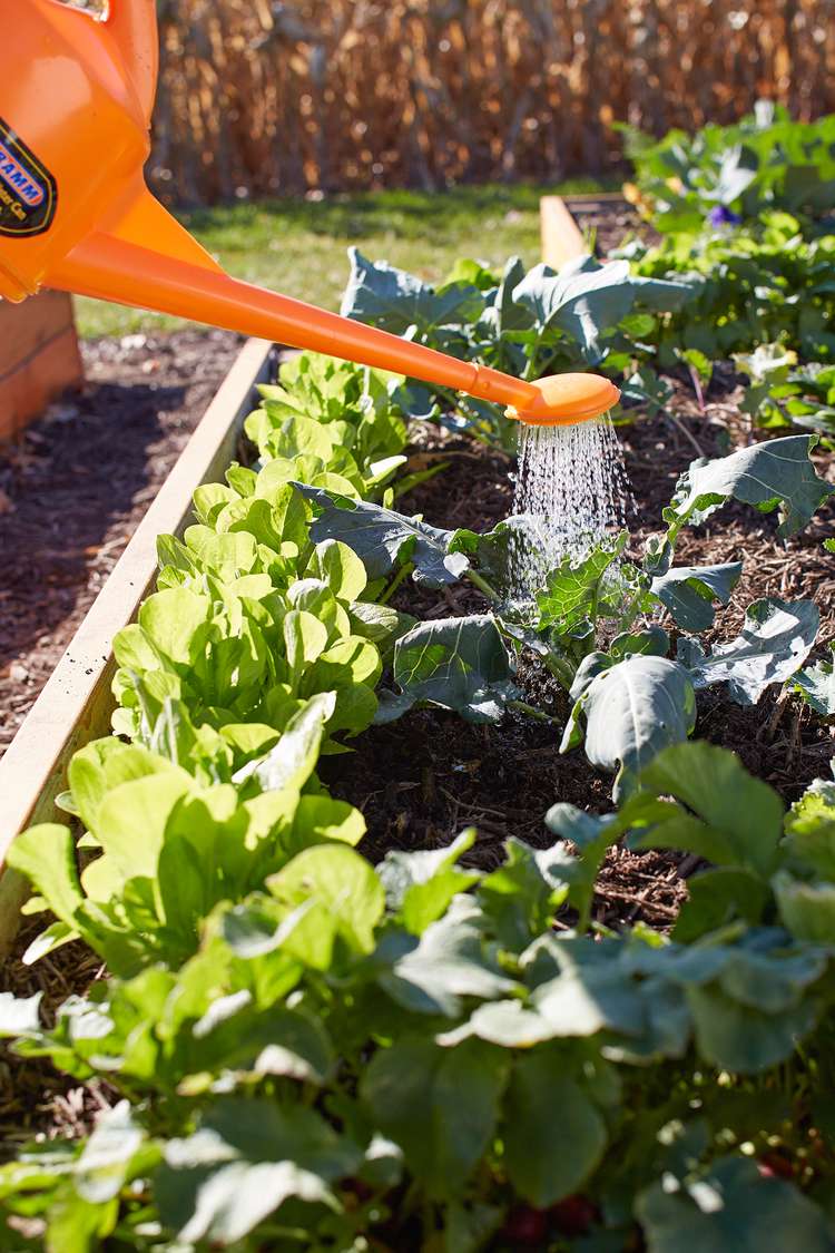 The Basics of Organic Gardening In Raised Garden Beds