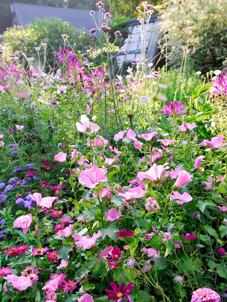 Annual vs. Perennial: What’s the Difference Between These Plants?