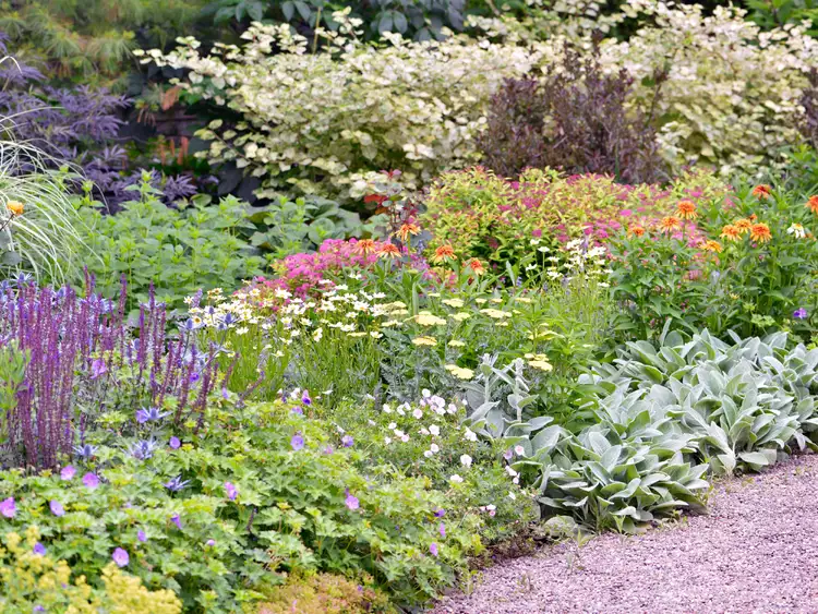 How to Plant a Border Garden that Will Add Color to Your Landscape