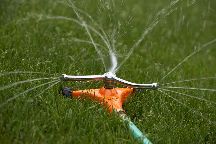 When to Water Your Lawn for Best Results