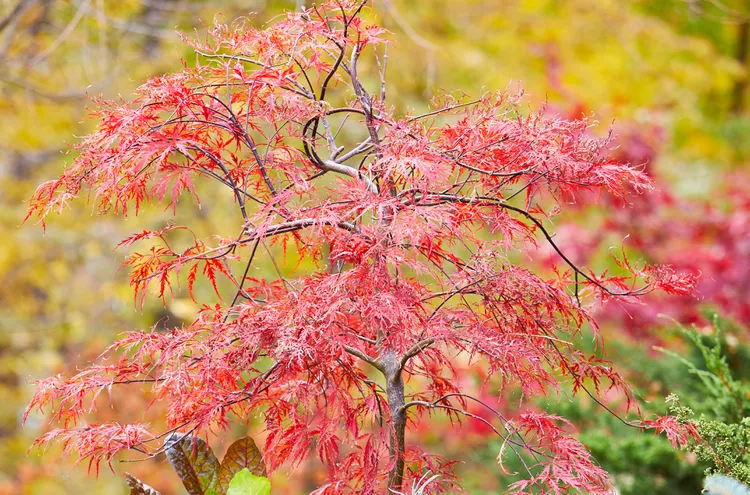 20 Colorful Japanese Maples for Your Yard