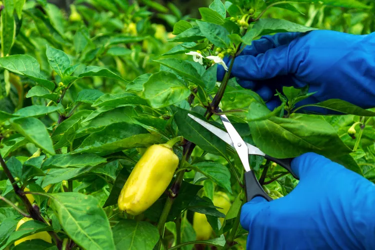 How to Prune Pepper Plants for a Better Harvest