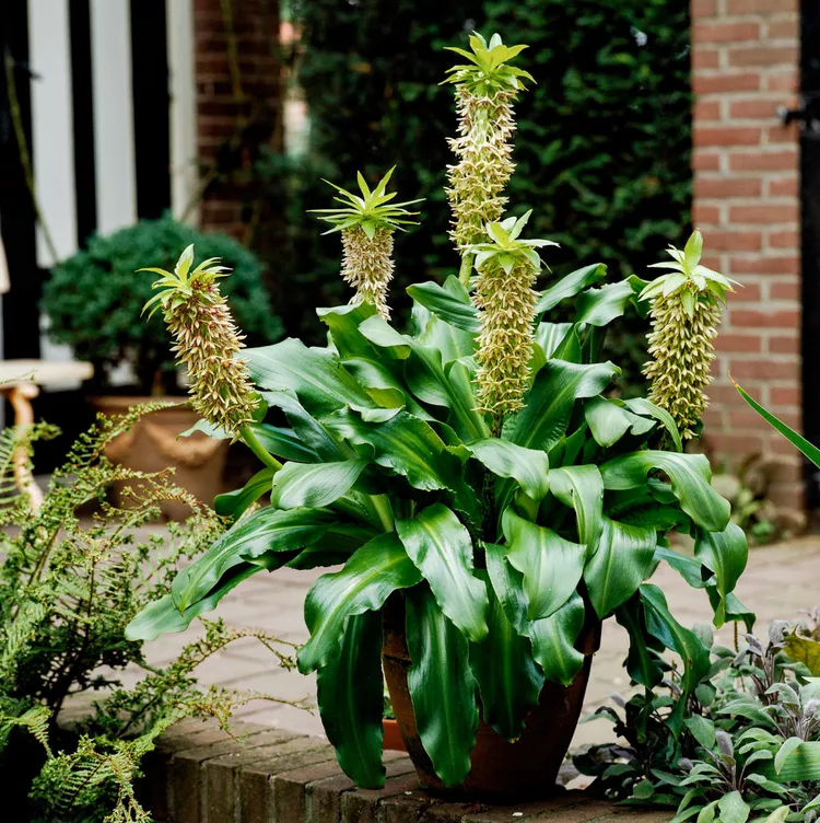 How to Plant and Grow Pineapple Lily