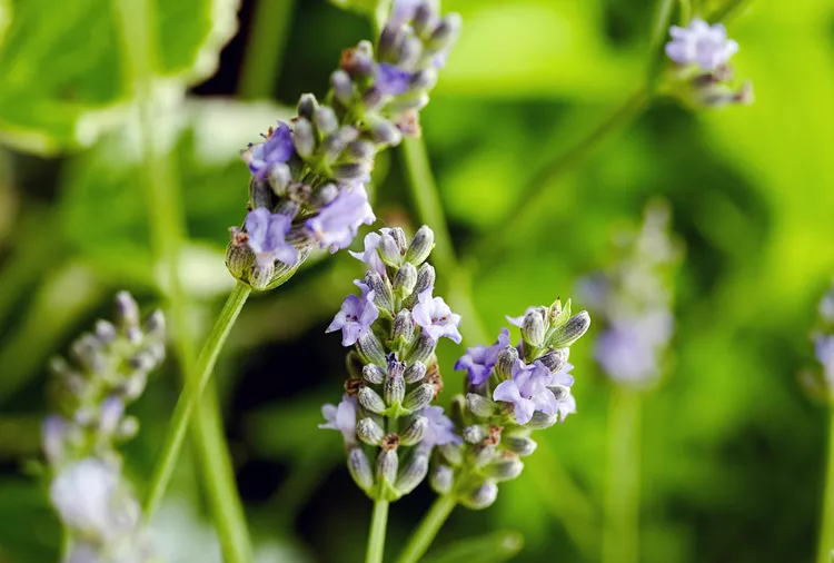 Growing Lavender from Seed: A Beginner’s Guide