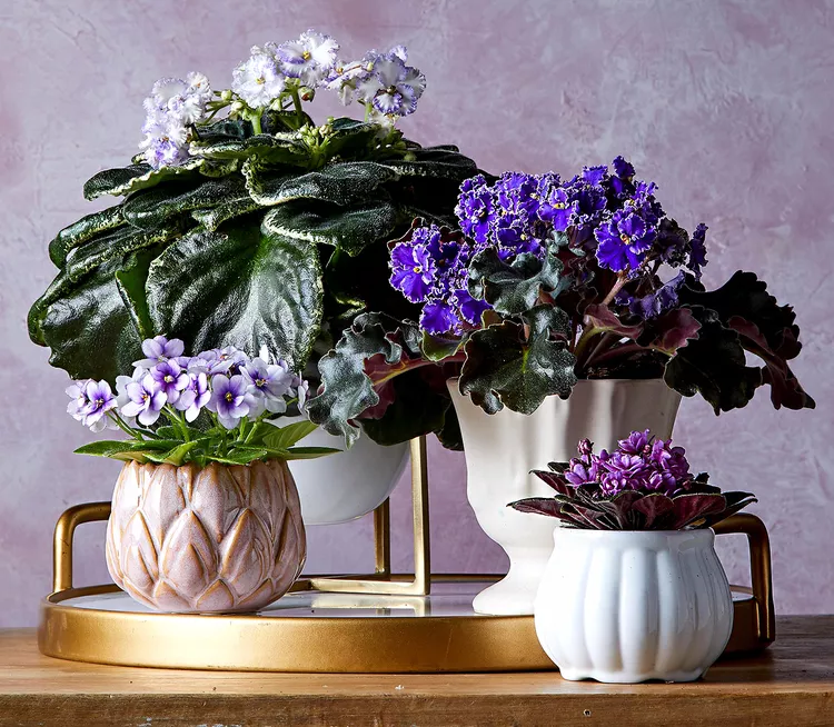 11 Tropical Flower Plants That Will Enliven Any Room